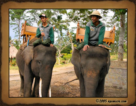 Nos deux éléphants avec chacun leur guide. Le mien est celui de gauche, un mâle avec ses belles défenses. L'éléphant de Lily est une femelle qui avait un appétit féroce! elle dévorait tout sur son passage 