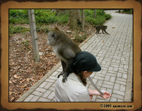 Forêt des singes de Sangeh (2005)