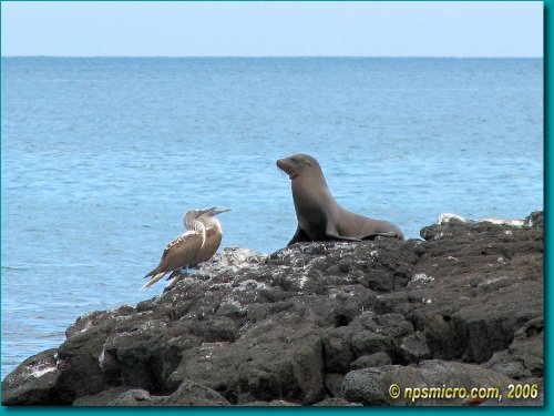 Galapagos (2006)