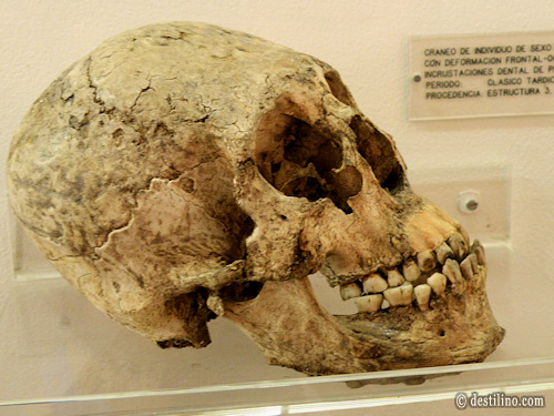 Parque San Andres Squelette Maya découvert sur le site  