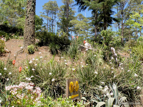 Parque El Boqueron. Jardins aménagés le long du chemin vers le sommet 