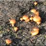Des champignons sur le lichen