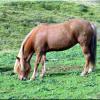 Les chevaux d'Islande