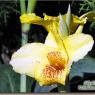 La flore de Santiago de Cuba (2007)