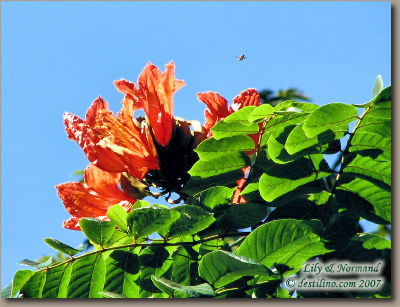 La flore de Santiago de Cuba (2007)