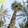 Tozeur. Balade en calèche dans l'oasis Saharienne. Giganteste palmier datier