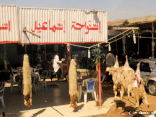 En route vers Djerba. Vente de viandes de mouton « à ciel ouvert »