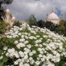 La magnifique flore de la Tunisie