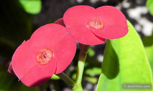 Flore de Providenciales