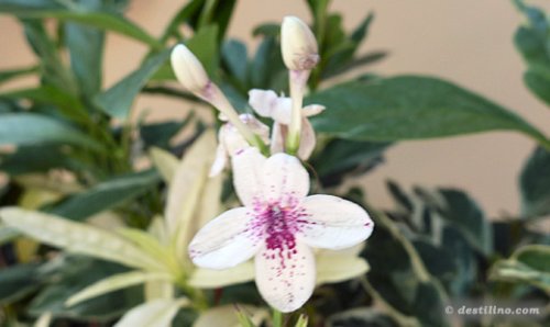 Flore de Providenciales