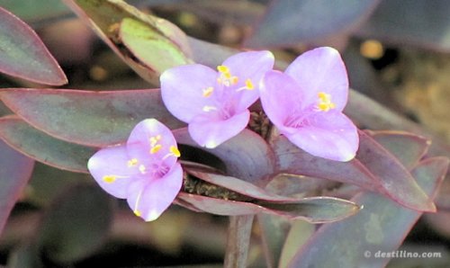 Flore de Providenciales