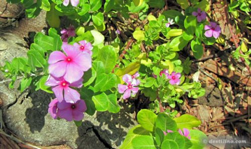 Flore de Providenciales