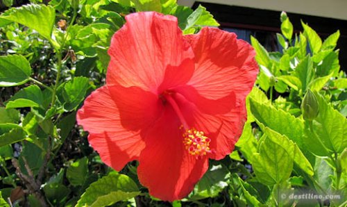 Flore de Providenciales