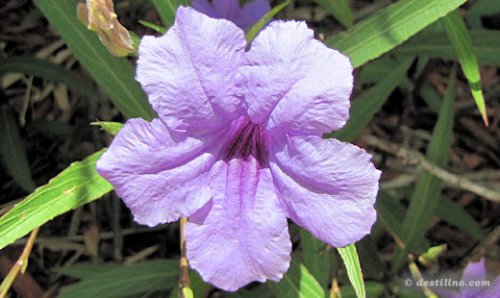 Flore de Providenciales