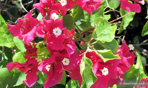 Flore de Providenciales