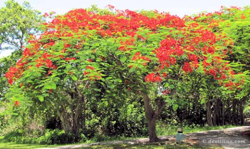 Flore de Providenciales