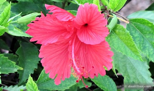 Flore de Providenciales