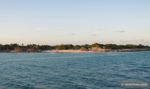 Les mangroves de « Iguana island »