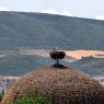 Une cigogne dans son énorme nid sur le toit d'une mosquée