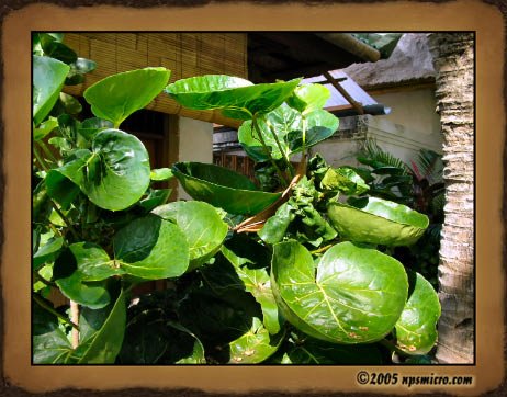La beauté de la végétation. Visiter la section La Flore de Bali