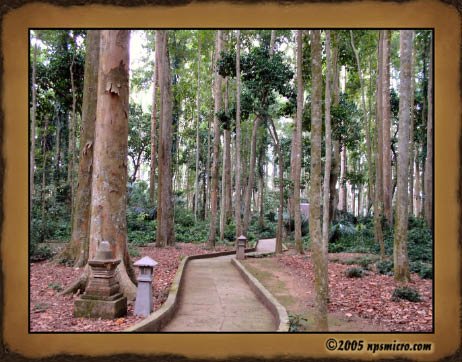 Forêt des singes de Sangeh (2005)