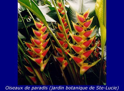 Croisiere Antilles (1998)