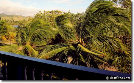 La vue de la mer est partiellement obstruée par les palmiers 