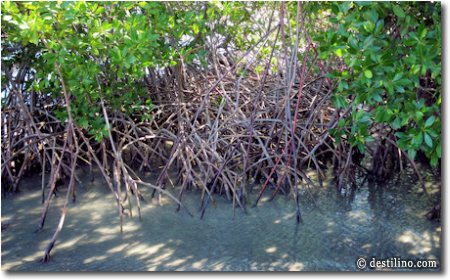 Mangrove à l'extrémité ouest de la plage 