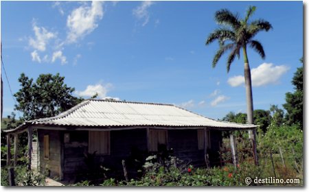 Maison cubaine fabriqué à partir du bois de palmier royal