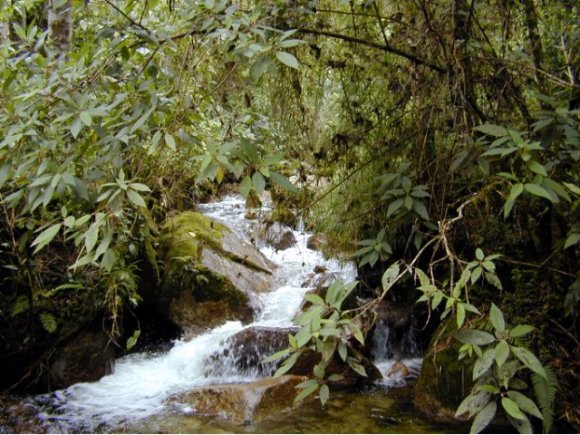 Le camino inca traverse forêts et ruisseaux 