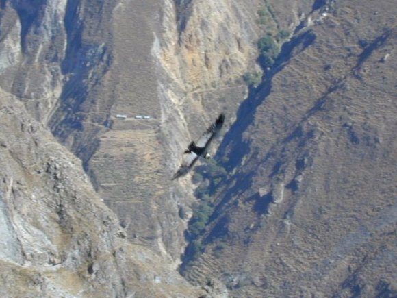 Immense et gracieux condor qui plane le long de la falaise. 