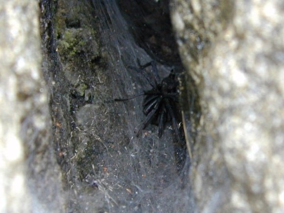 Un autre habitant de Machu Picchu... énorme araignée entre deux pierres! 