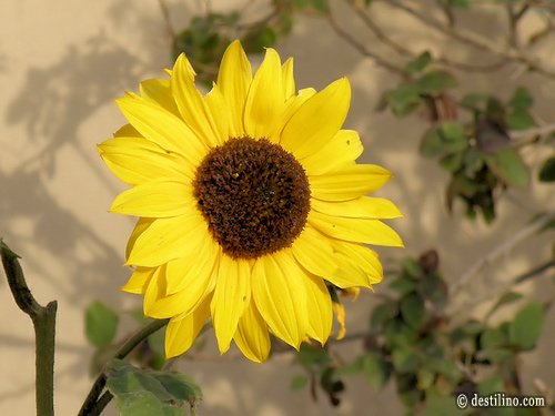 La magnifique flore de la Tunisie