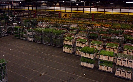 Aalsmeer-Centre de distribution et vente aux ench�res de fleurs-2.jpg - 61.11 K