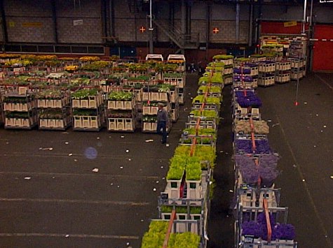 Aalsmeer-Centre de distribution et vente aux ench�res de fleurs-3.jpg - 51.12 K