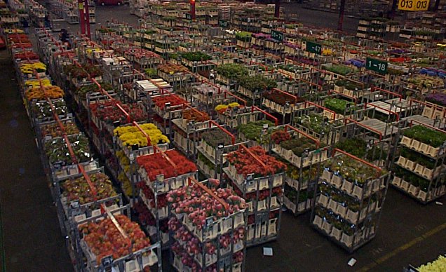 Aalsmeer-Centre de distribution et vente aux ench�res de fleurs-7.jpg - 93.19 K