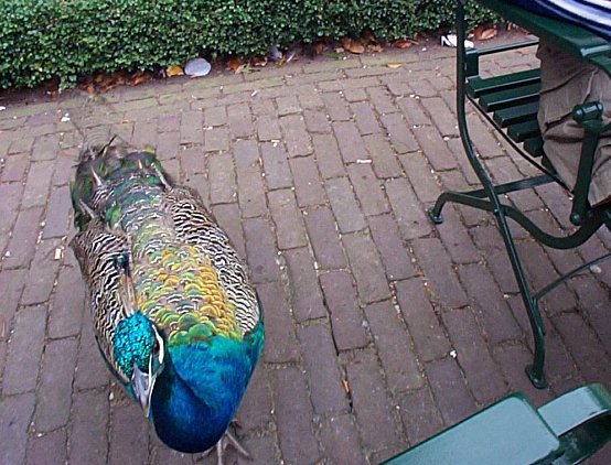 Apeldoorn-Palais Het Loo-petits amis-1.jpg - 76.91 K