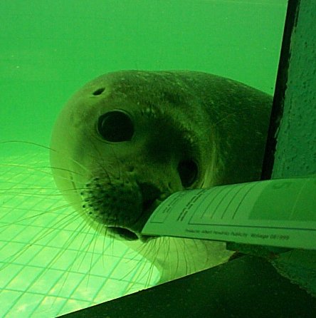 Province de Groningen-Pieterburen-Hopital pour phoques-2.jpg - 37.54 K