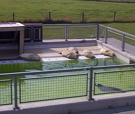 Province de Groningen-Pieterburen-Hopital pour phoques-3.jpg - 48.93 K