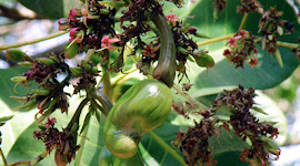 El Salvador, f&eacute;v. 2009