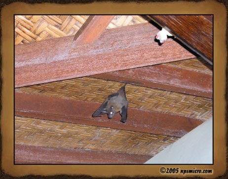 Chaque nuit, cette petite chauve-souris venait nous visiter. Le plus drôle dans cette photo, c'est la petite grenouille à droite. Nos petits amis nocturnes 