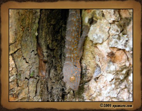 Un petit lézard bien caché dans la fente de cet arbre