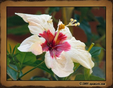 Flore Balinaise (2005)