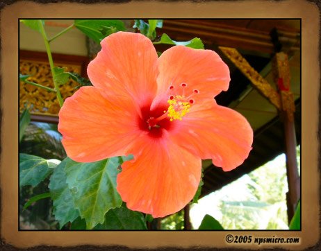 Flore Balinaise (2005)