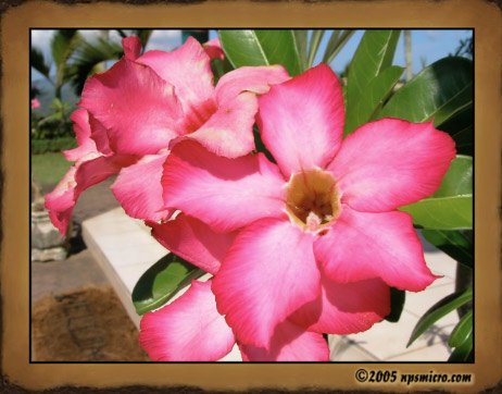 Flore Balinaise (2005)