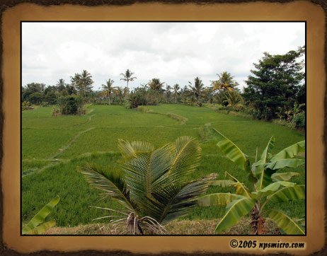 Excursion Kintamani (2005)