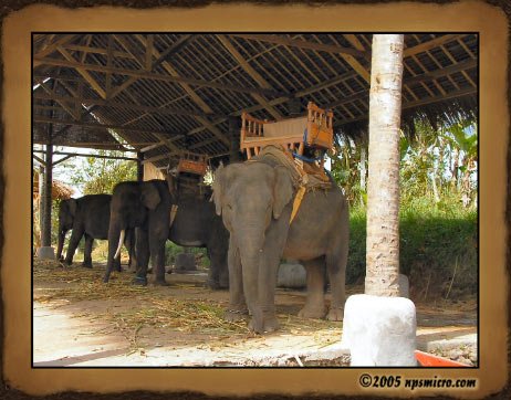 Excursion Kintamani (2005)
