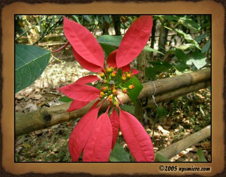 Excursion Kintamani (2005)