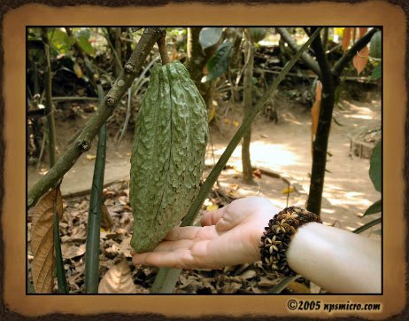 Excursion Kintamani (2005)