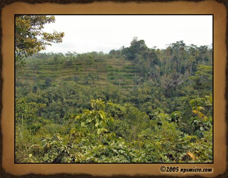 Excursion Kintamani (2005)